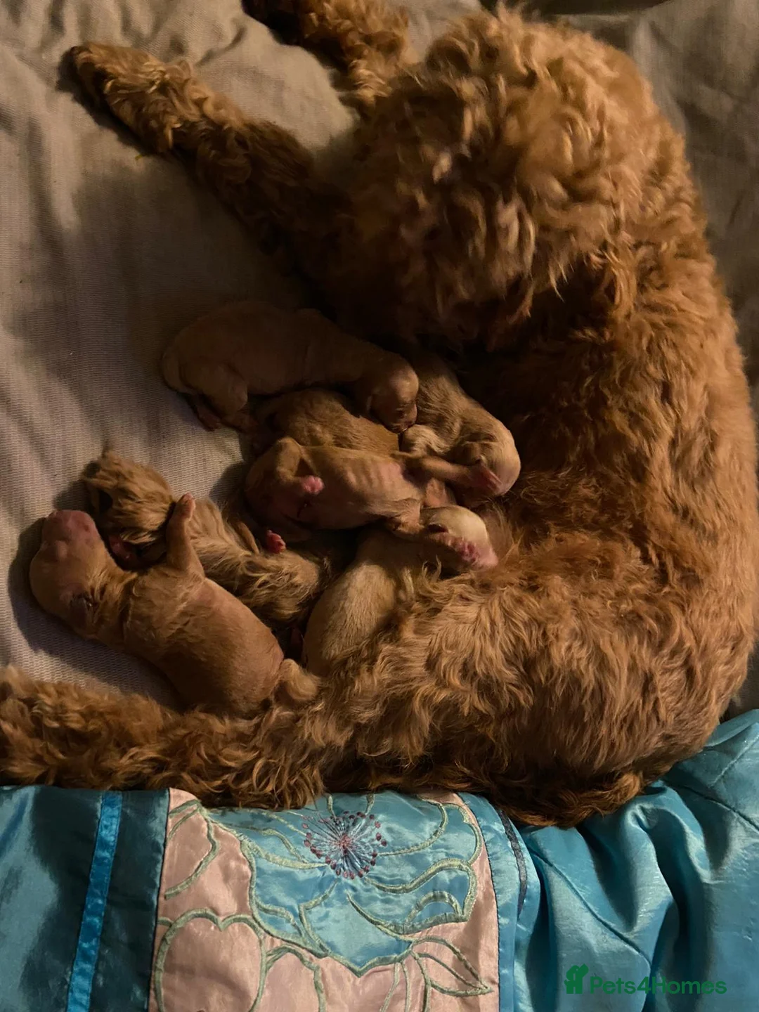 Miniature Poodle dogs for stud: Red K.C reg Miniature Poodle 4 Stud HEALTH TESTED in Chesterfield - Advert 26