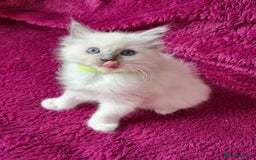 Ragdoll cats for sale: Ready Now Last Ragdoll Girl DNA tested  - Image 11