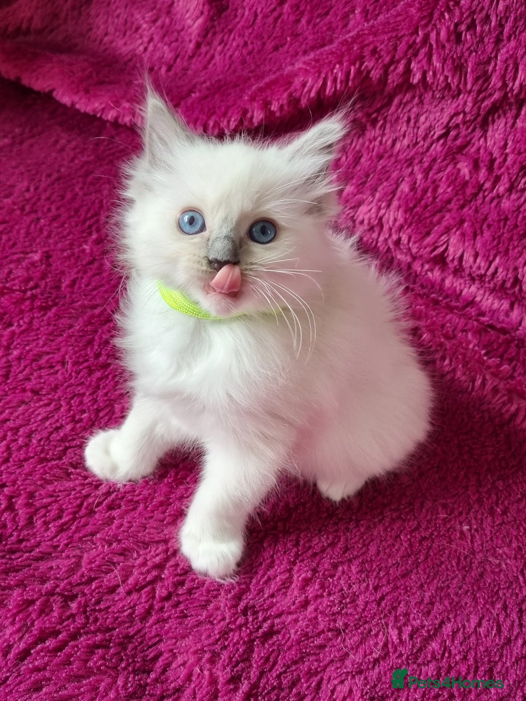 Ragdoll cats for sale: Ready Now Last Ragdoll Girl DNA tested  - Image 11