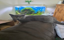 Scottish Fold cats for sale: Scottish Fold kittens  - Image 11
