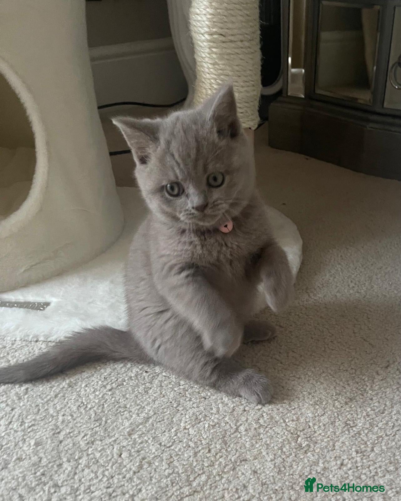 British Shorthair cats 11 week female British short hair  - Advert 9