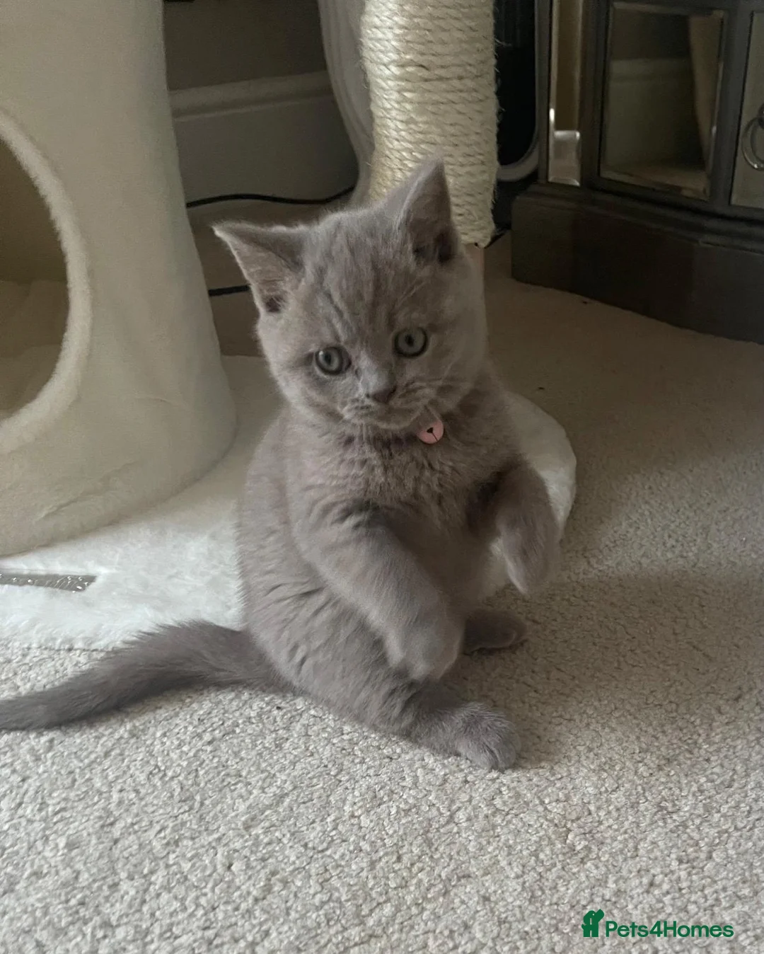 British Shorthair cats for sale: 11 week female British short hair  in Uxbridge - Advert 4