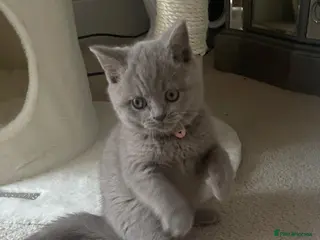 British Shorthair cats 11 week female British short hair - Advert 9