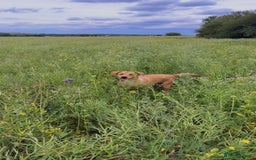 Labrador Retriever dogs for sale: Darcy  - Image 2