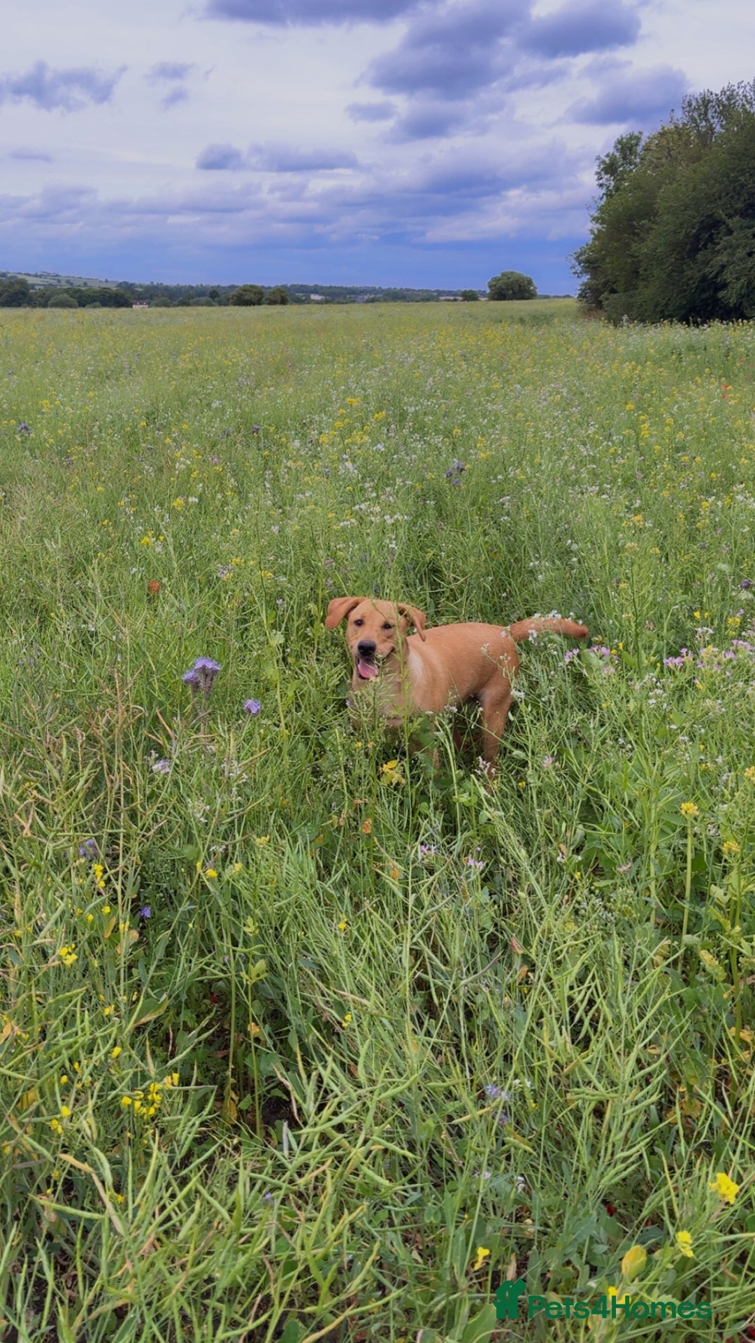 Labrador Retriever dogs for sale: Darcy  - Image 2