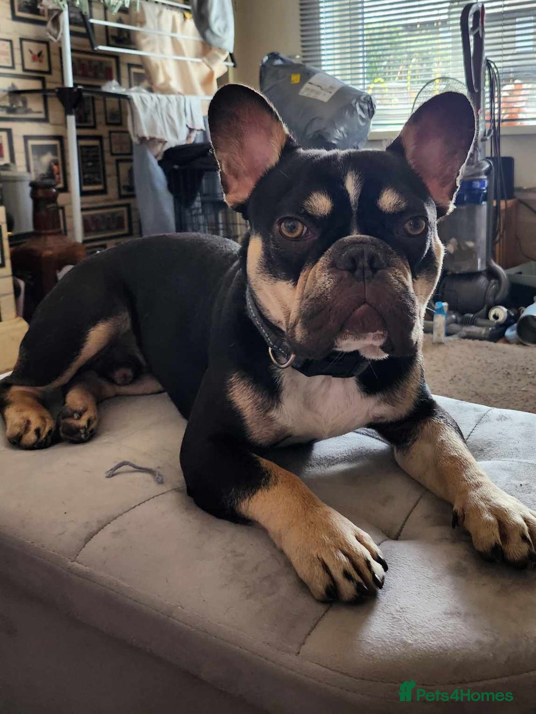 French Bulldog dogs for sale: Bruce French bulldog  - Image 3