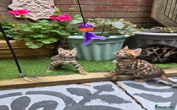 Bengal cats for sale: ✨ Bengal Kittens Looking for Loving Homes ✨ - Image 28