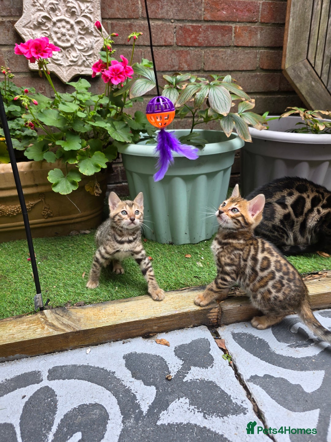 Bengal cats for sale: ✨ Bengal Kittens Looking for Loving Homes ✨ - Image 28