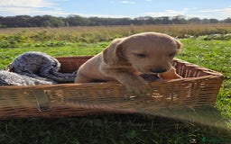 Labradoodle dogs for sale: 7 Miniture labradoodles  - Image 12