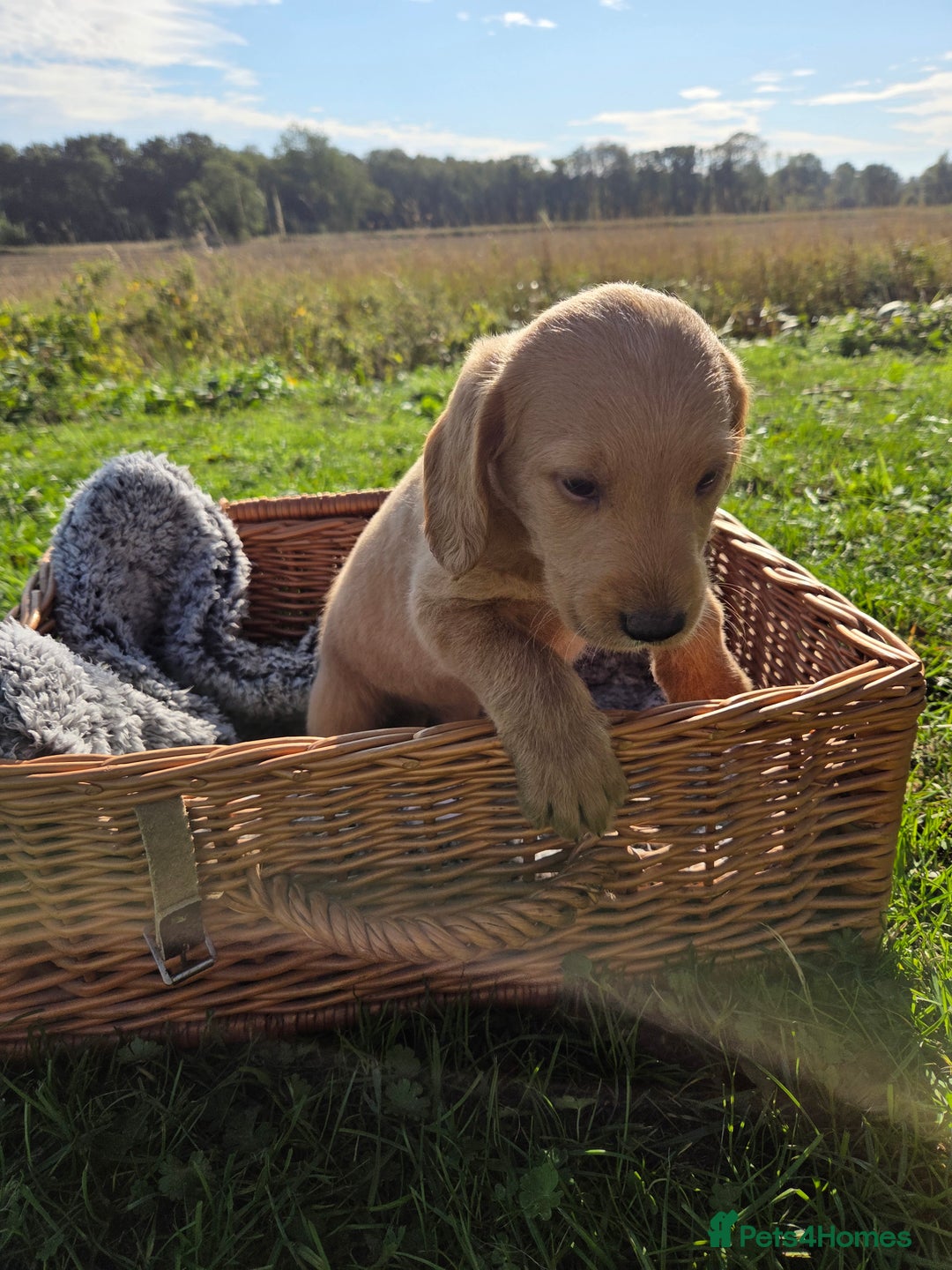 Labradoodle dogs for sale: 7 Miniture labradoodles  - Image 12