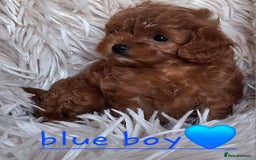 Cavapoochon dogs for sale: Top quality cavapoochons - Image 2