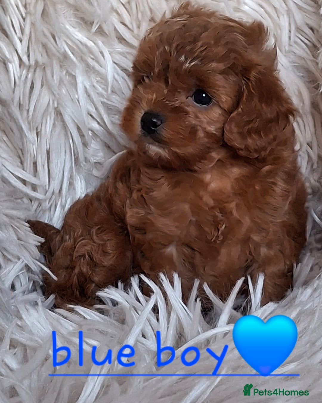 Cavapoochon dogs for sale: Top quality cavapoochons - Image 2
