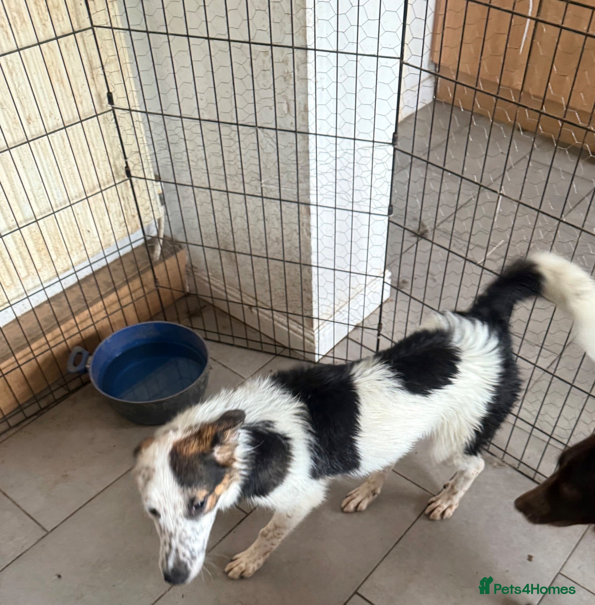 Border Collie dogs Buddy - Advert 2