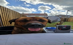 Mixed Breed dogs for sale: 4 year old rottweiler x - Image 4