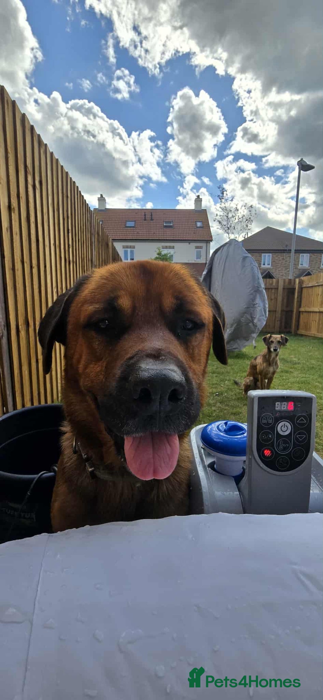 Mixed Breed dogs for sale: 4 year old rottweiler x - Image 4