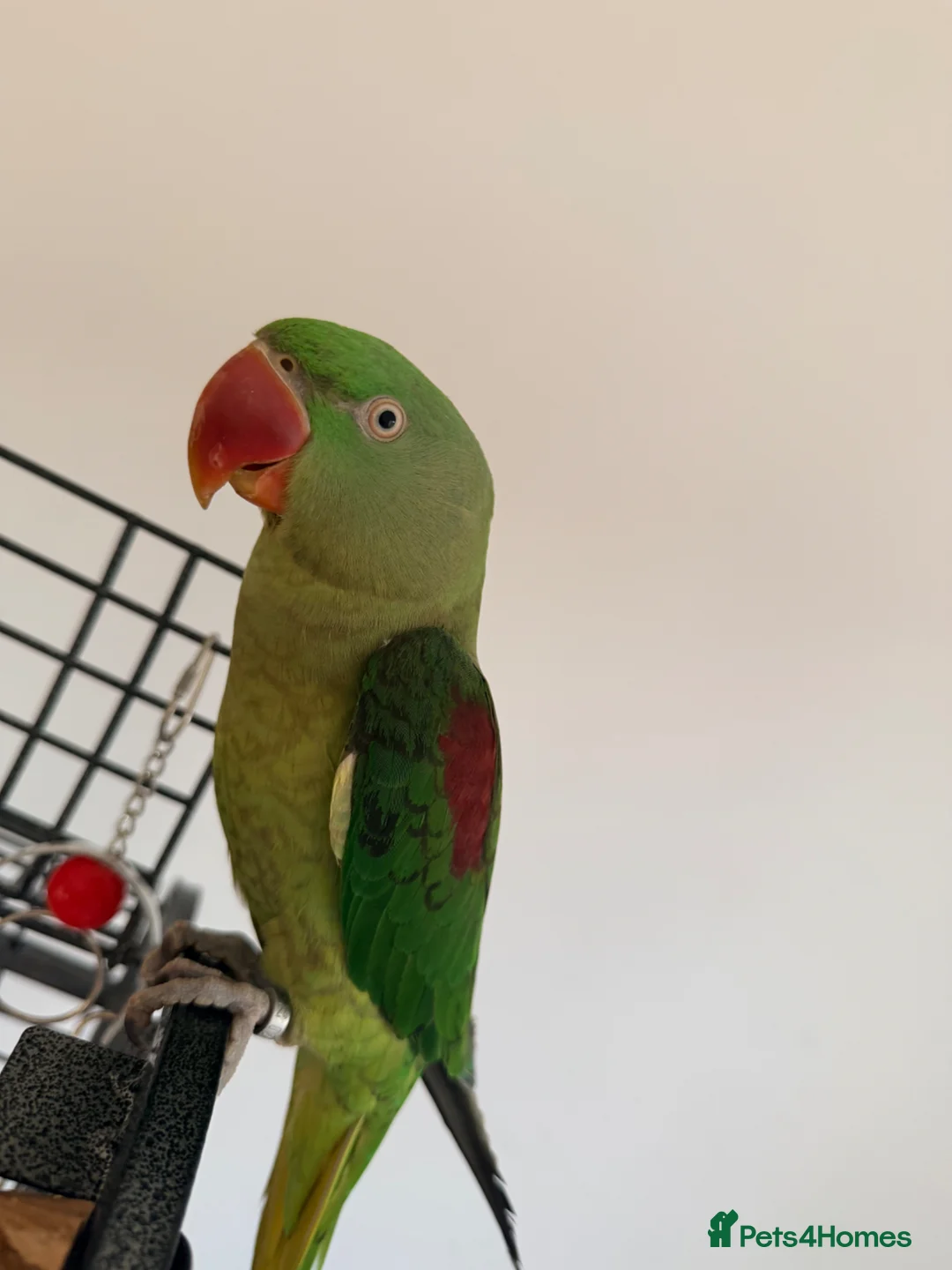 Ringnecks birds for sale: Extremely hand tamed Alexandra parrot  - Advert 1