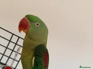 Ringnecks birds Extremely hand tamed Alexandra parrot - Advert 1