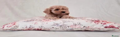 Cockapoo 6