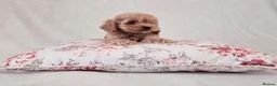Cockapoo dogs for sale: Toy Teddy Bear Cockapoo Puppies - Advert 7