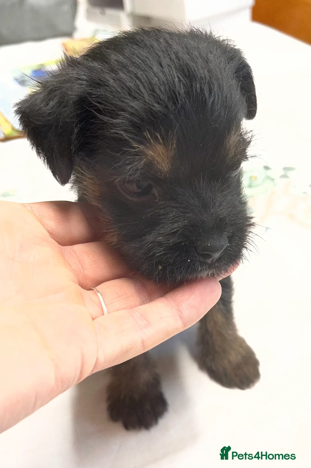 Border Terrier dogs for sale: 7 gorgeous Border Terrier puppies!!  - Advert 13