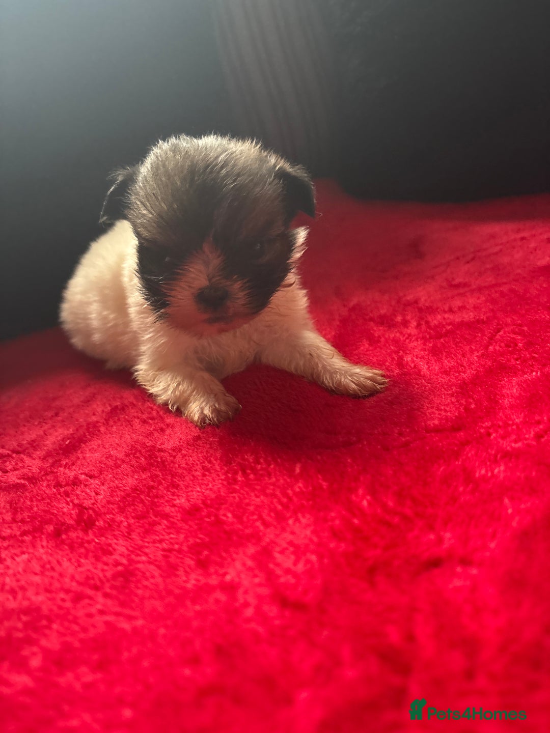 Mixed Breed dogs for sale: Shihtzu puppy’s  - Advert 6