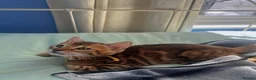 Bengal cats for sale: Pedigree Bengal Kittens, Ready from 20th October - Advert 9