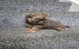 Shih Tzu dogs for sale: Imperial shih tzu puppies - Image 10