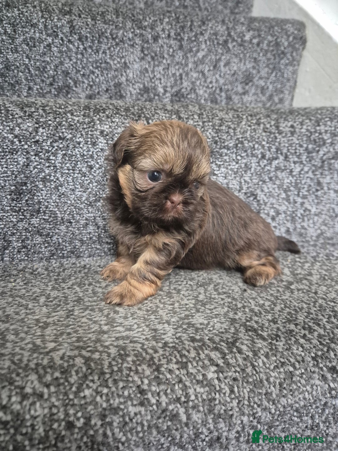 Shih Tzu dogs for sale: Imperial shih tzu puppies - Image 10