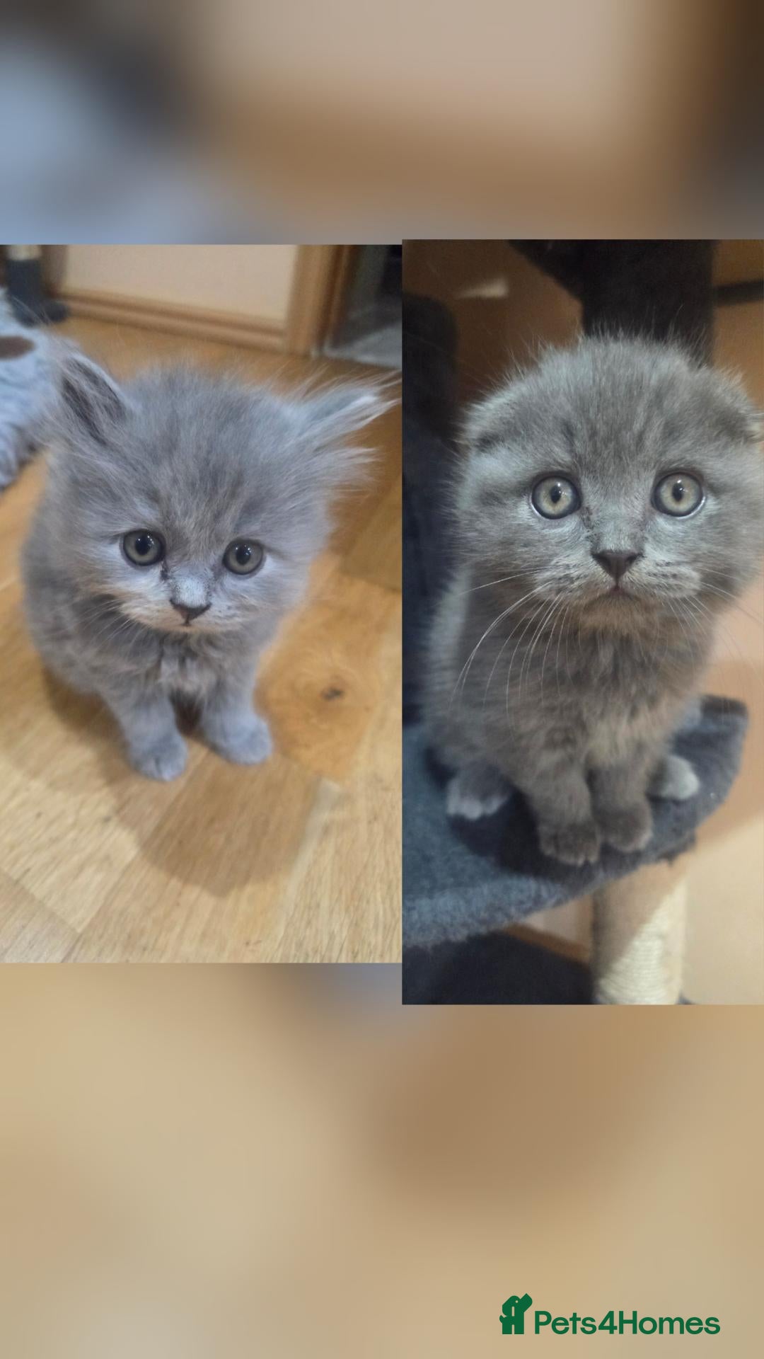 British Shorthair cats Scottish cats girl boy short, longhair  - Advert 8