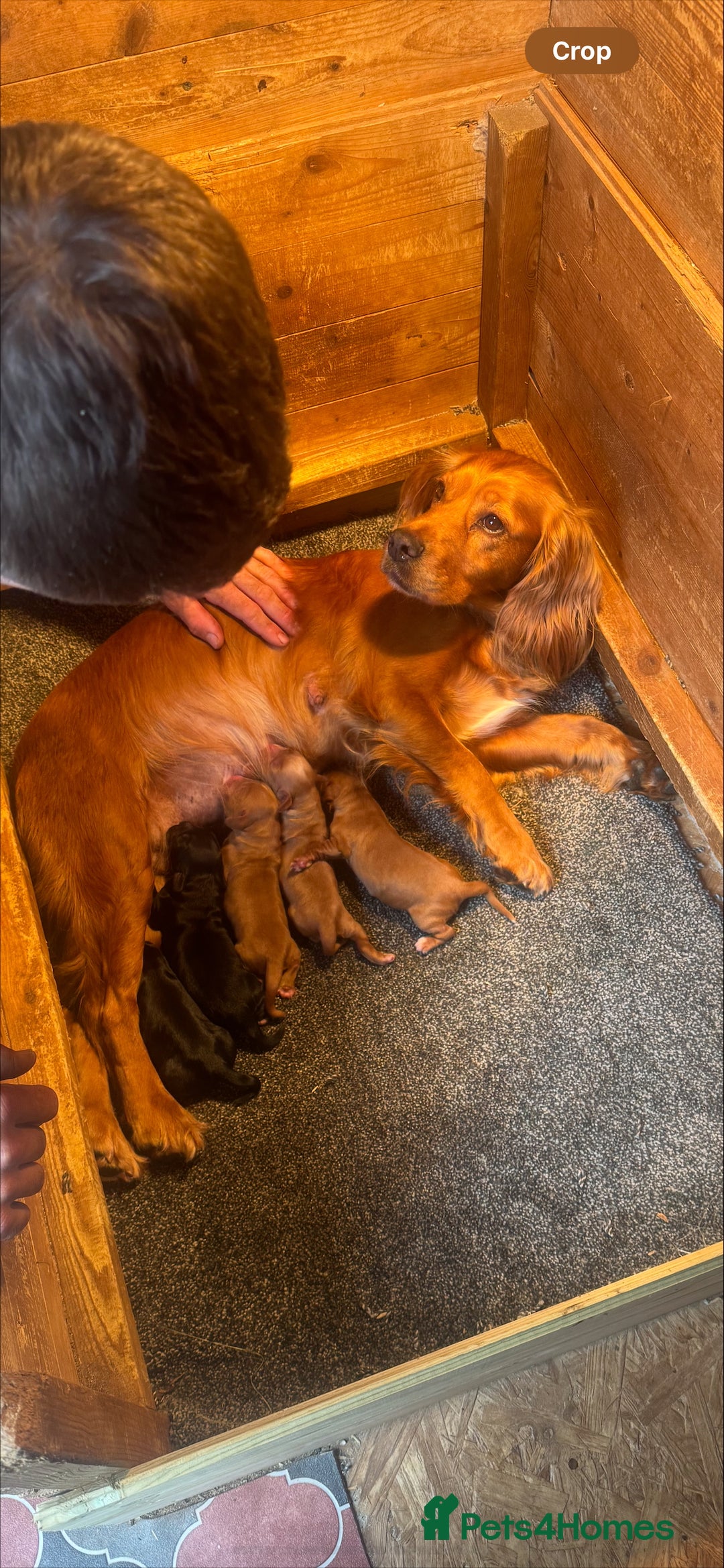 Cocker Spaniel dogs for sale: 2 male cocker spaniel pups for sale - Image 6