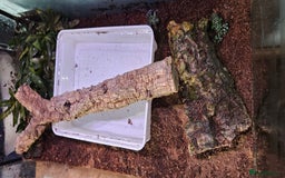 Frog reptiles for sale: 2 male oriental fire belly toads  - Image 8