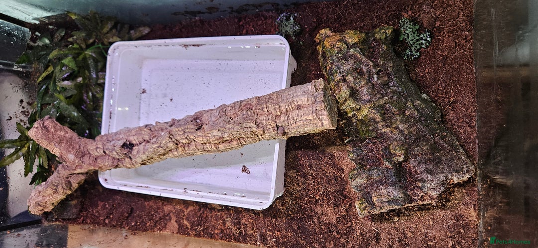 Frog reptiles for sale: 2 male oriental fire belly toads  - Image 8