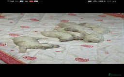 Maltese dogs for sale: Bishon Maltese  - Image 8