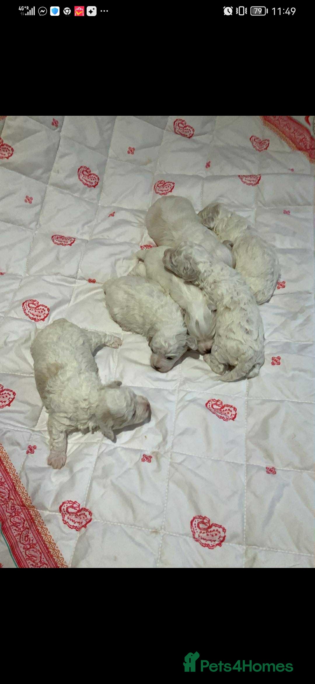 Maltese dogs for sale: Bishon Maltese  - Image 8