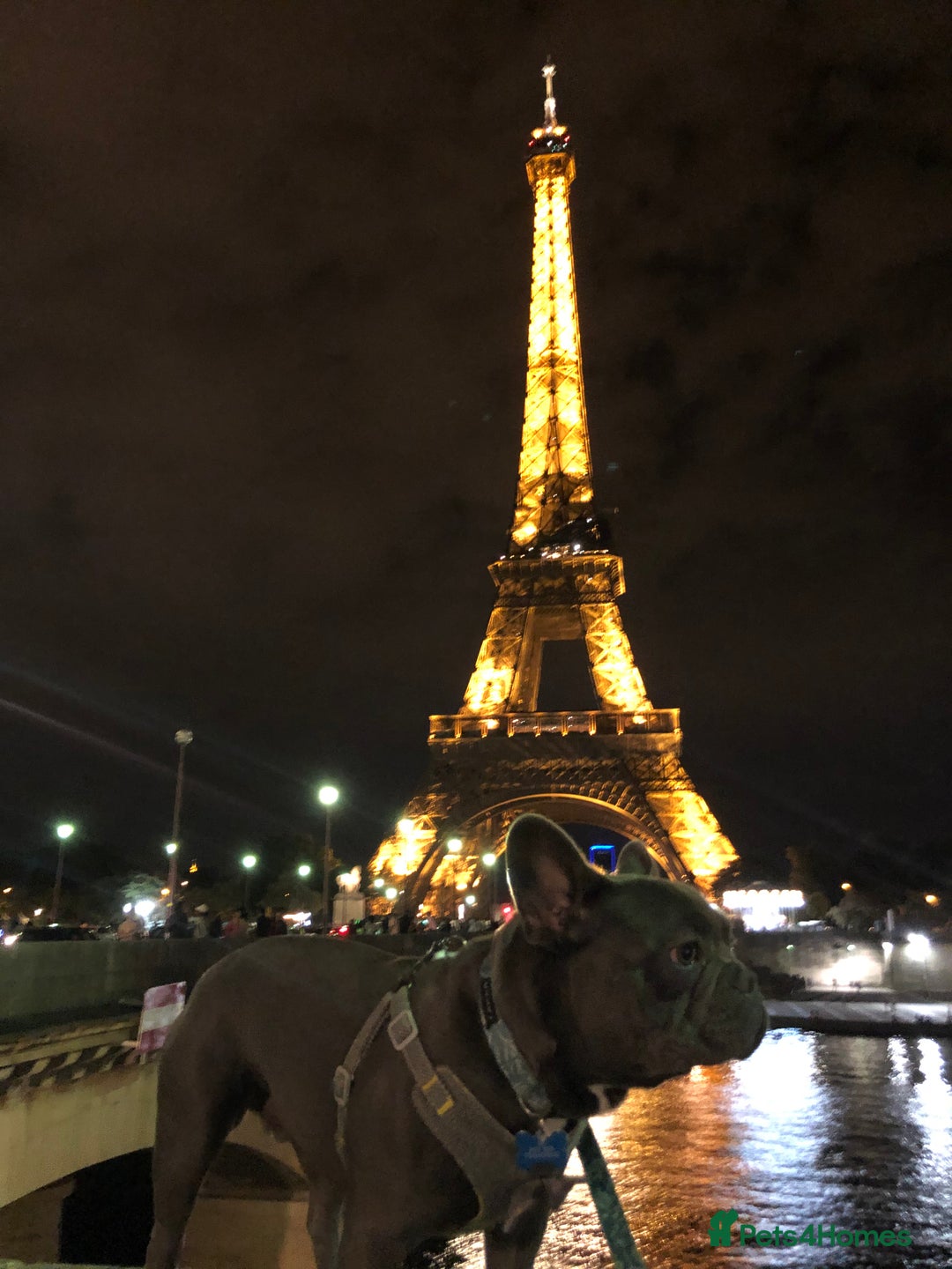 French Bulldog dogs for stud: Blue&Tan French Bulldog ready for stud £500 in Northampton - Advert 13