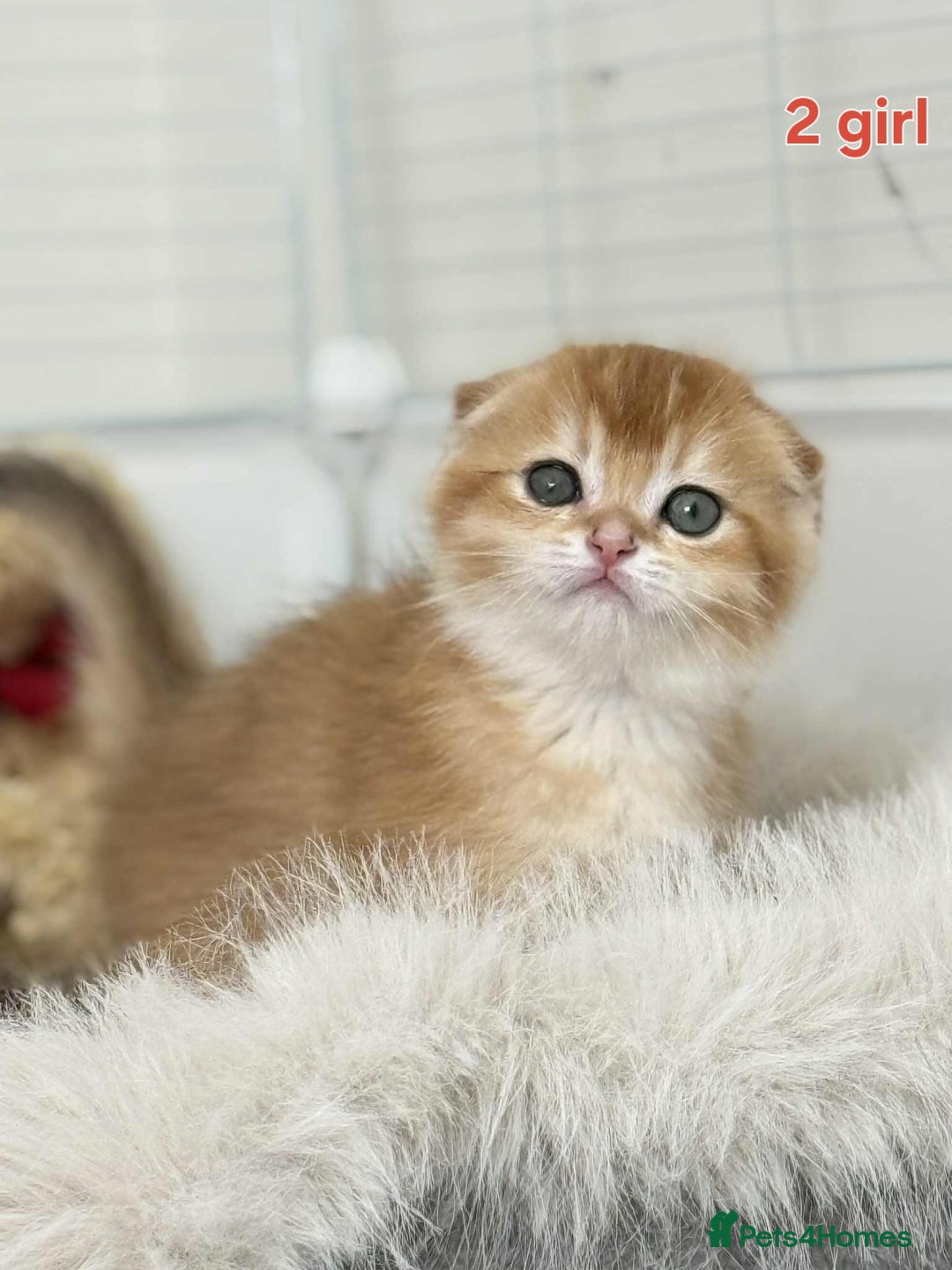 Scottish Fold cats for sale: Scottish straight/fold kittens 😸  - Image 9