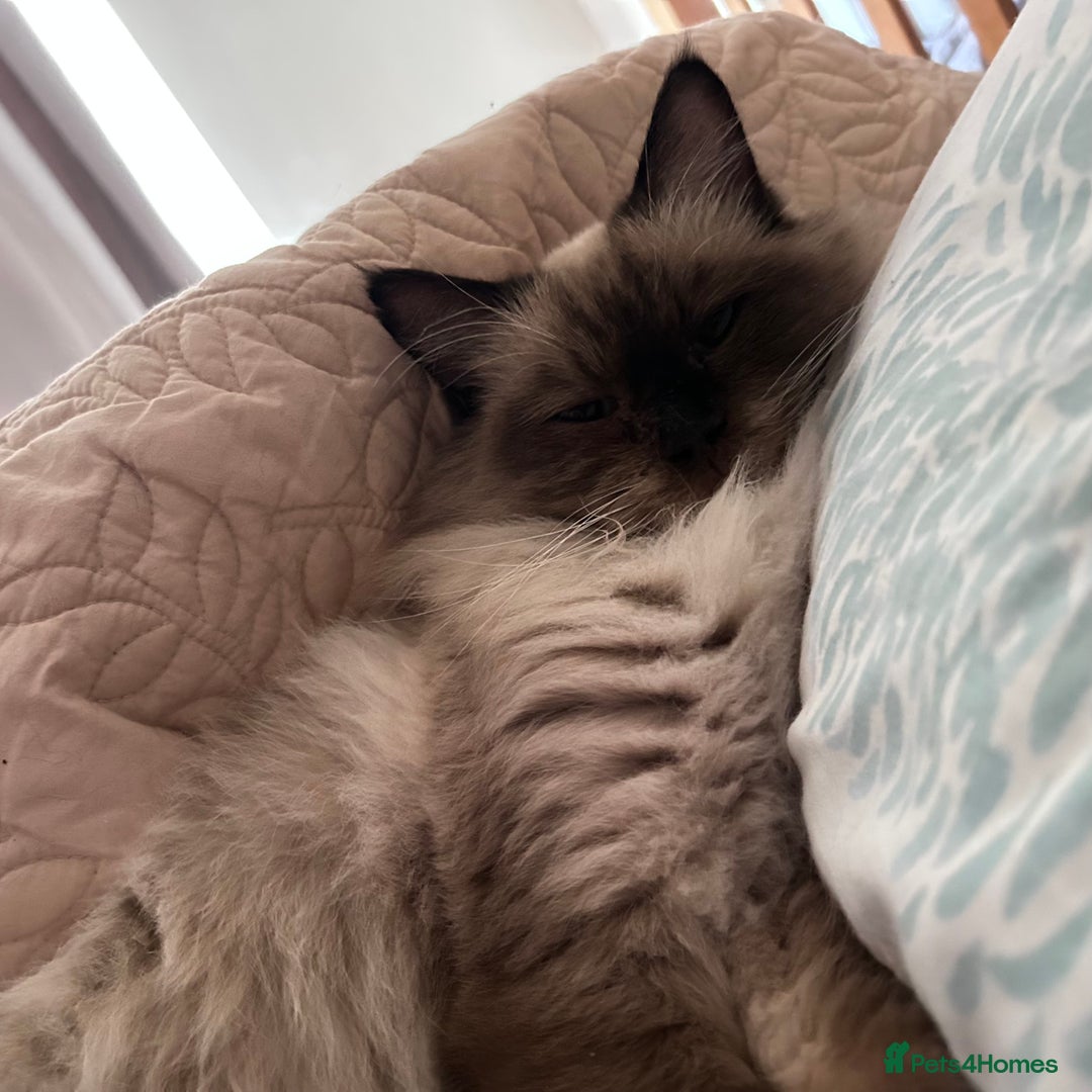 Ragdoll cats for sale: 6 years ago Ragdoll male cat available  - Advert 3