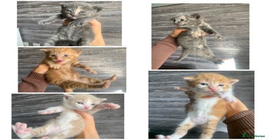 Mixed Breed cats - Advert 14