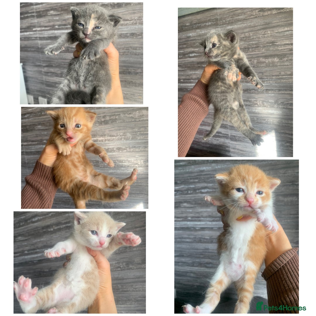Mixed Breed cats for sale: 5 beautiful mixed British short hair  ✨ - Image 6