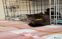 British Longhair cats for sale: Male  British long haired kittens - Image 9