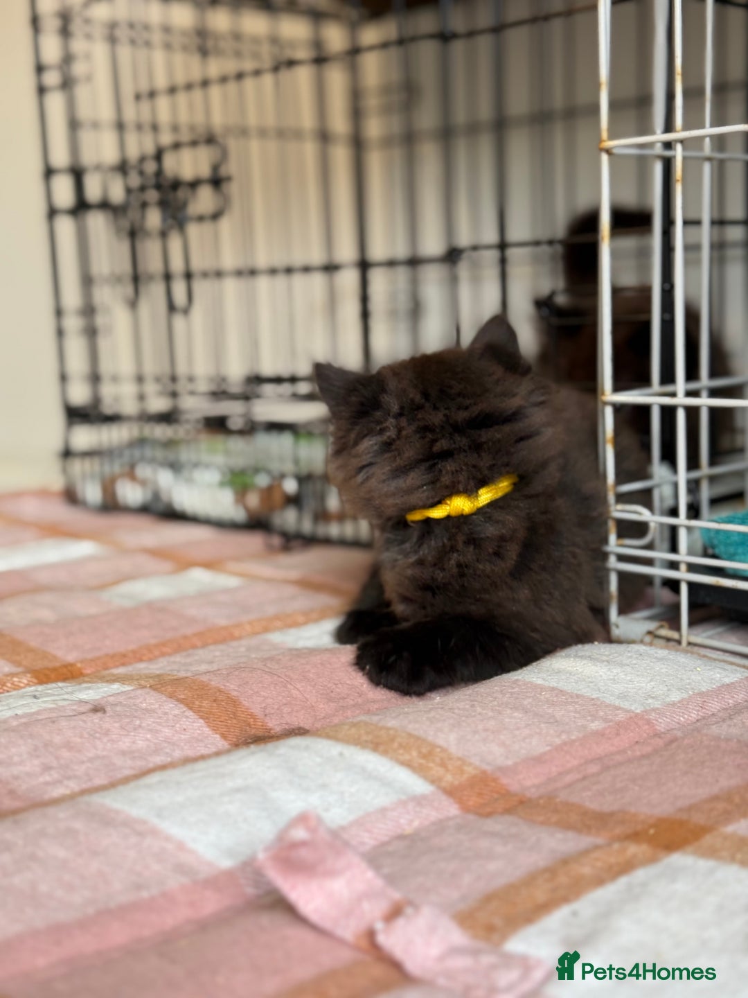British Longhair cats for sale: Male  British long haired kittens - Image 9
