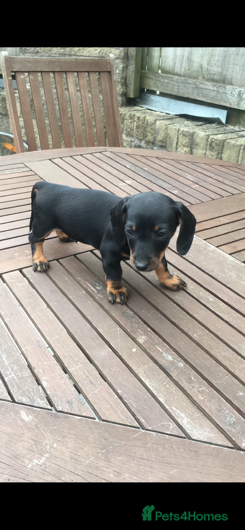 Dachshund dogs for sale: 5 dachund puppies for sale 2 boys 3 girls - Advert 2