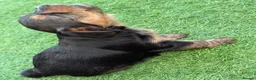 Yorkshire Terrier dogs for sale: Yorkshire Terrier  in Colchester - Advert 27