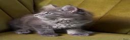 Maine Coon cats for sale: Blue tabby girl READY NOW umbilical hernia - Advert 24
