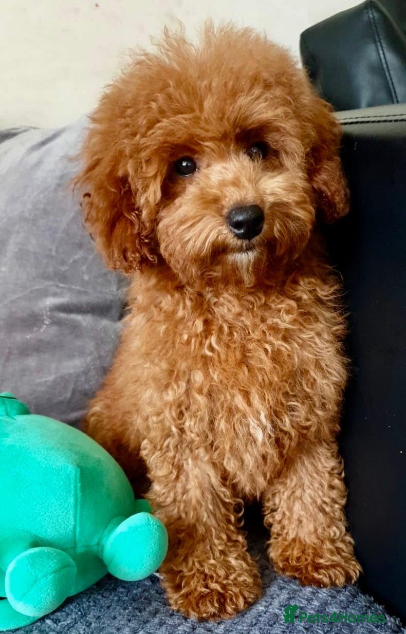 Cavapoo dogs ONLY 1 GIRL LEFT! TEDDY BEAR CAVAPOO PUPPY! - Advert 18