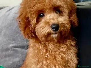 Cavapoo dogs ONLY 1 GIRL LEFT! TEDDY BEAR CAVAPOO PUPPY! - Advert 18