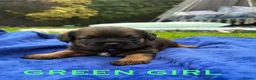 Border Terrier dogs for sale: Kc registered border terriers  in Maidstone - Advert 6