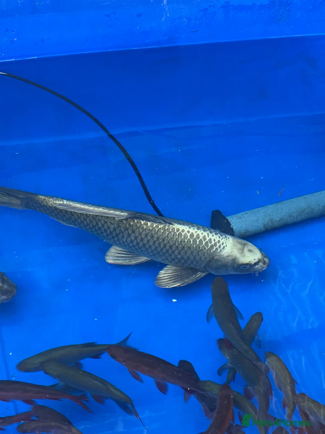 Koi Carp fish for sale: Large ghost koi - Advert 2