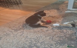 Mixed Breed cats for sale: Female kittens for sale - Image 8
