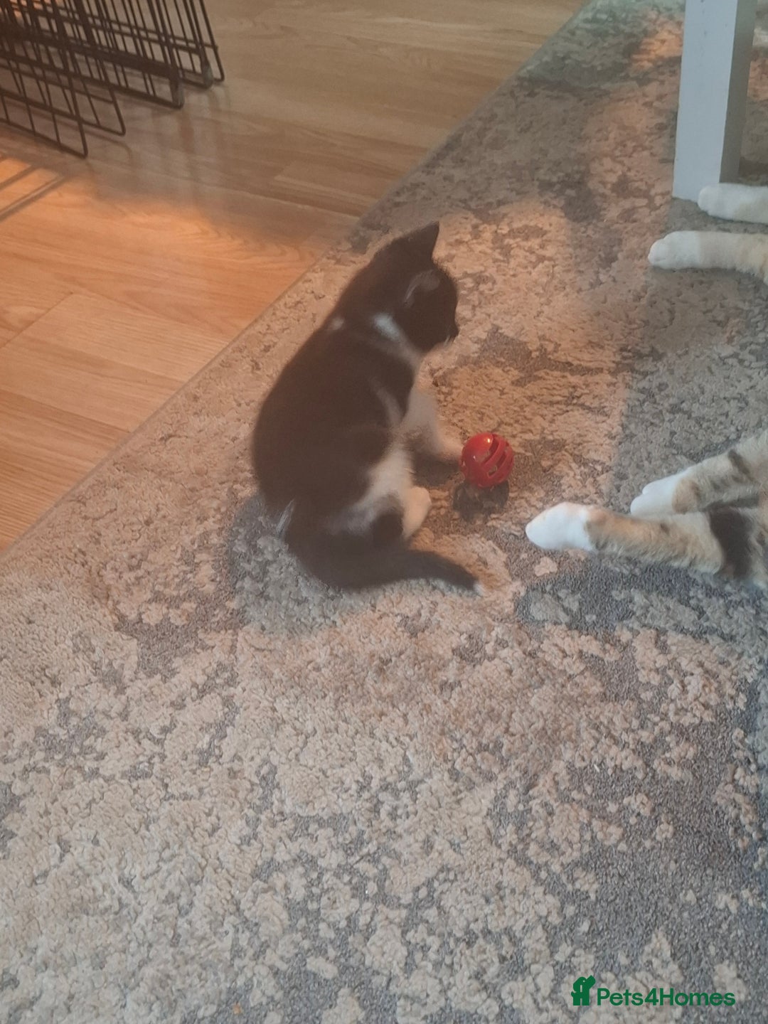 Mixed Breed cats for sale: Female kittens for sale - Image 8